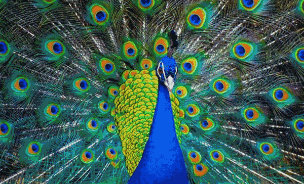 e8003ae545ea4d29a1aa259de44b9e5d.gif