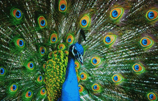 6faa94f5b2f544359152af936f161932.gif