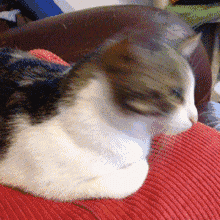 2019042932843121556521745491196.gif