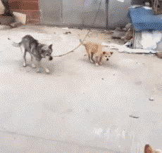 2019081132623711565504495831035.gif
