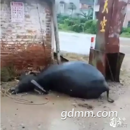 ïţţ֪ųһ亹