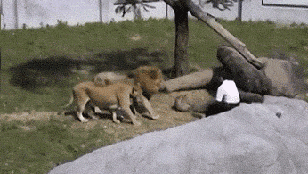 2019091532685651568506383109747.gif