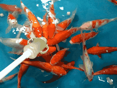 211522bn1d77s4esel18on.gif