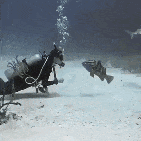 front2_0_ltZUYo9aAq3T2hvG5dVHFlzjOhMS.1606548621.gif