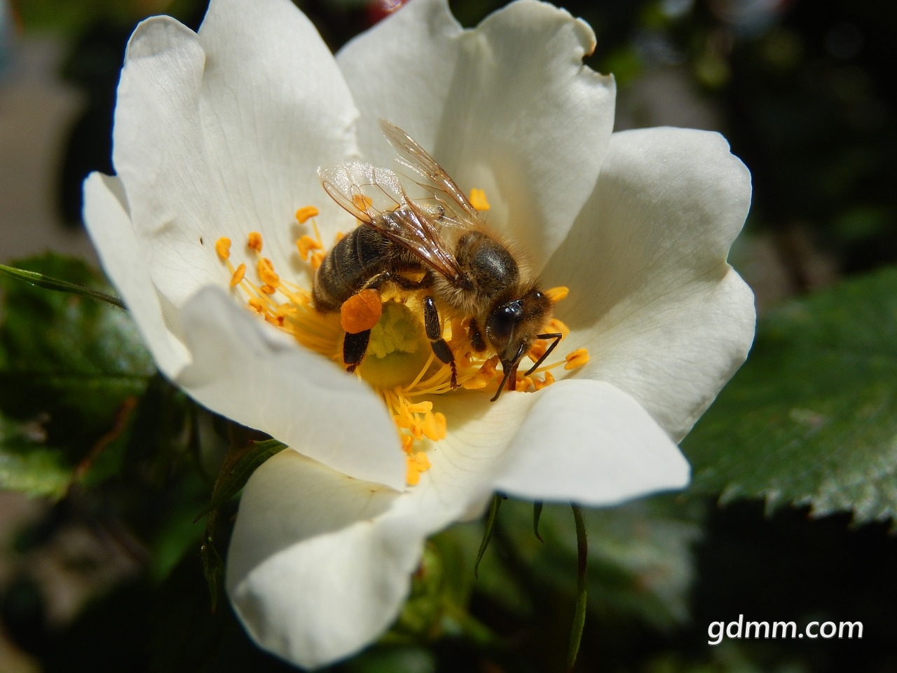bee-1429259_1280.jpg