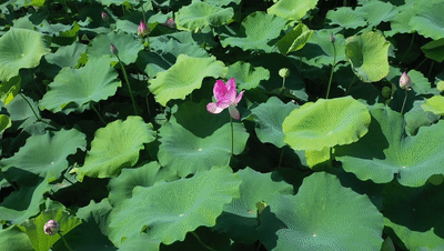 ΢ͼƬ_20210803154505.gif