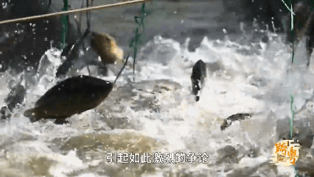 640 (2).gif