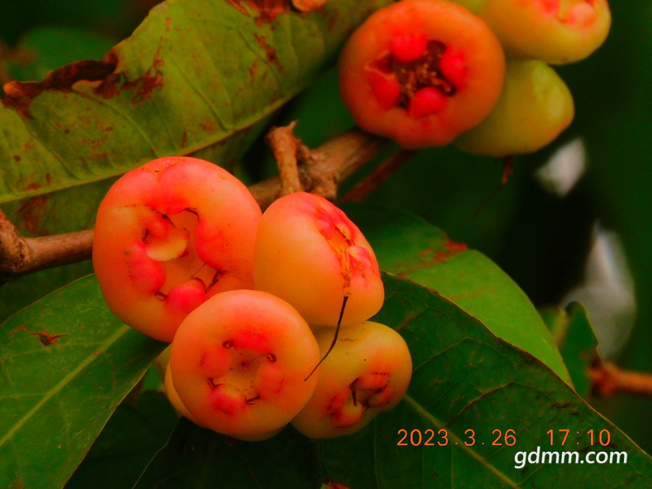20230326175223front2_0_3377019_FsdWHckTIlPq6qf0KVB-C7gFjNUB.jpg