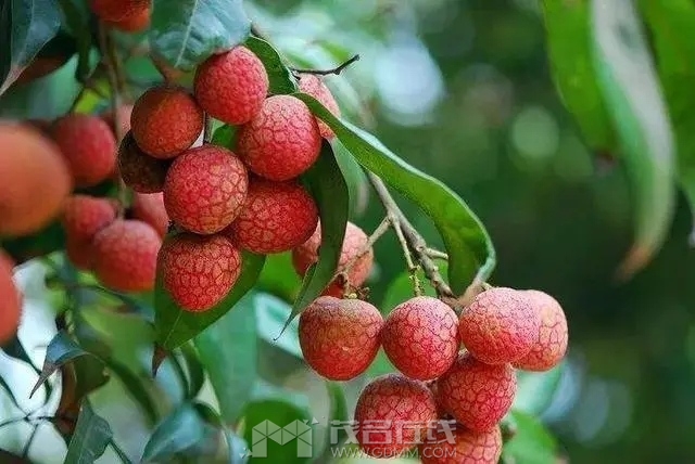 u=3122299808,3347927243&fm=253&fmt=auto&app=120&f=JPEG.webp.jpg