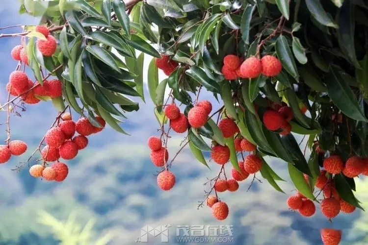 u=1212087852,402456251&fm=253&fmt=auto&app=138&f=JPEG.webp.jpg
