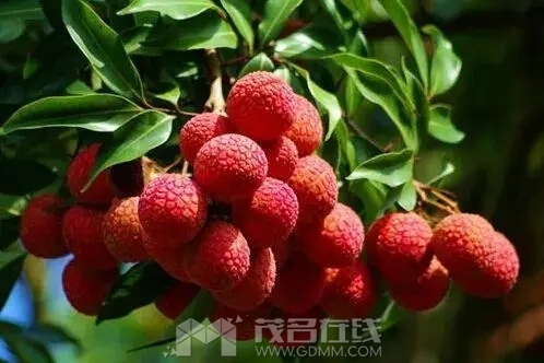 u=2445801104,3971865625&fm=253&fmt=auto&app=138&f=JPEG.webp (1).jpg