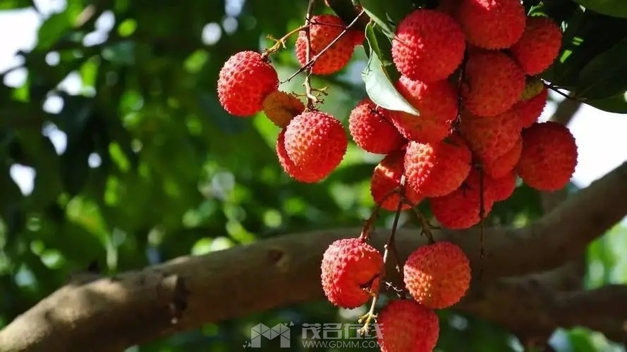 u=3296080227,4132296952&fm=253&fmt=auto&app=138&f=JPEG.webp.jpg