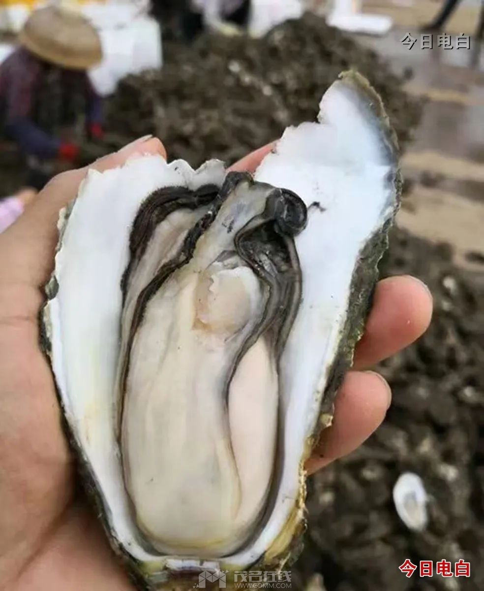 cn_mmbiz_jpg_7fxKZ0dKpMZXBfibyQ5KNMYAlt6kXOicpPWZsf5Eq4cryGsS7TW938ylhkdSkMBUkH9.jpg