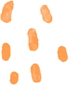 235529b9b55i3p3paanava.png
