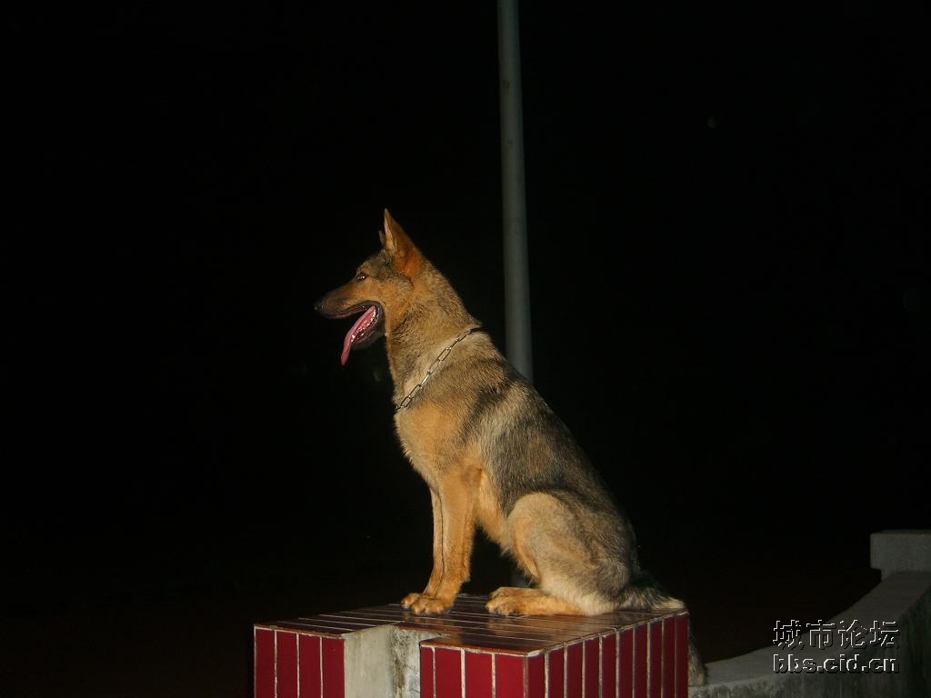 昆马犬幼犬出售