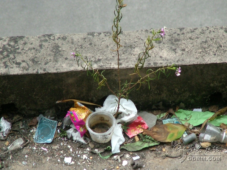 DSCF6649.jpg