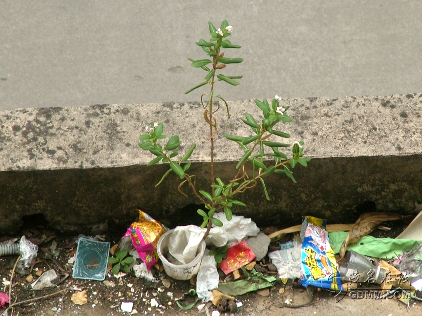 DSCF6711.jpg